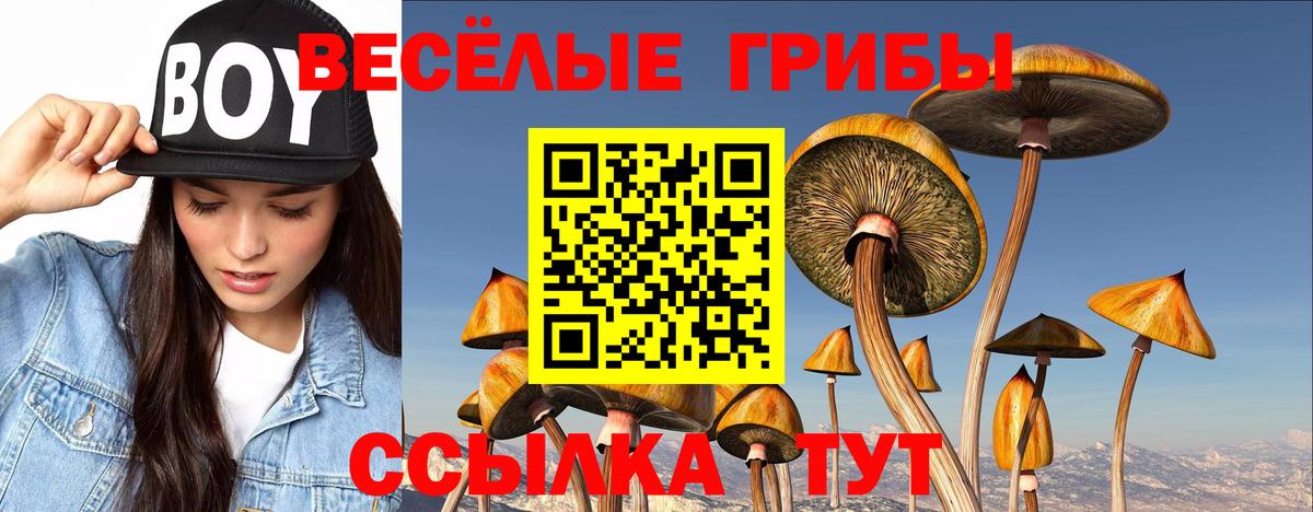 Псилоцибиновые грибы Cubensis Псков